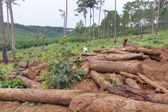 Lâm Đồng: Thêm gần 2 ha rừng bị tàn phá