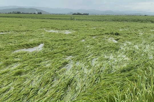 Quảng Ngãi: Nhiều diện tích lúa Đông Xuân bị thiệt hại vì mưa lớn