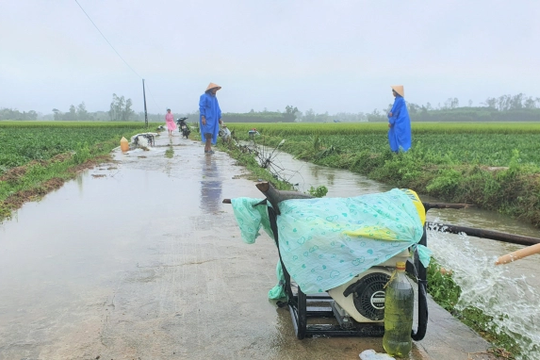 Người dân Quảng Nam hối hả bơm nước cứu dưa hấu