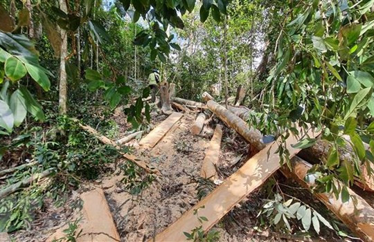 Lâm Đồng: Xác minh thông tin rừng tự nhiên bị chặt ở thôn K’rèn