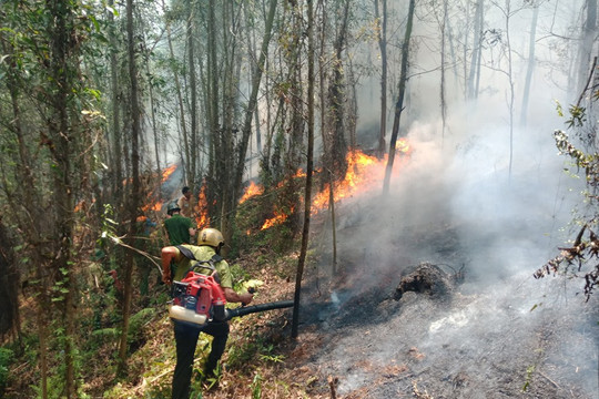 Khánh Hòa: Hơn 5.022ha rừng tại huyện Ninh Hòa có nguy cơ cháy cao