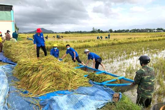 Bình Định: Tập trung giúp nông dân thu hoạch lúa bị ngập úng do mưa lớn