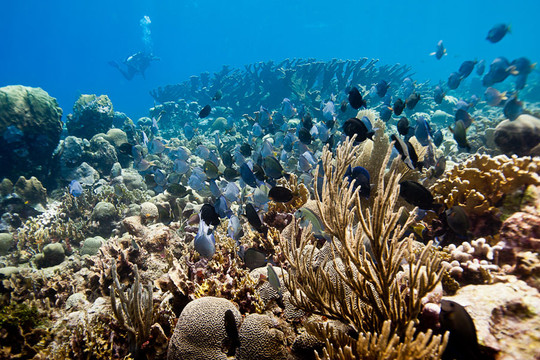 Sinh viên Đại học Nha Trang ứng dụng trí tuệ nhân tạo bảo vệ san hô biển