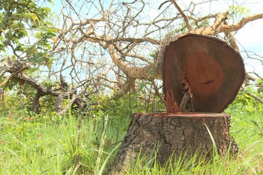 Đắk Lắk: Xử lý nghiêm vụ phá rừng quy mô lớn ở huyện Ea Súp