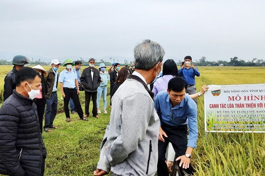 Quảng Nam: Hội thảo đầu bờ về canh tác lúa thân thiện với môi trường