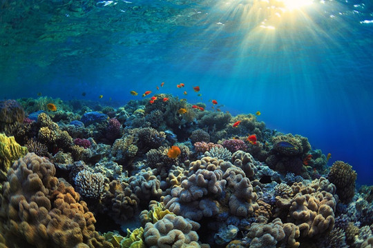 Các rạn san hô nổi tiếng nhất thế giới có nguy cơ tuyệt chủng
