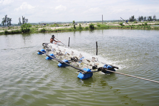Quảng Nam: Ô nhiễm nguồn nước từ nuôi trồng thủy sản ở huyện Núi Thành