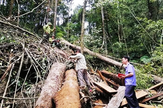 Tuyên Quang: Điều tra vụ phá rừng đặc dụng Cham Chu