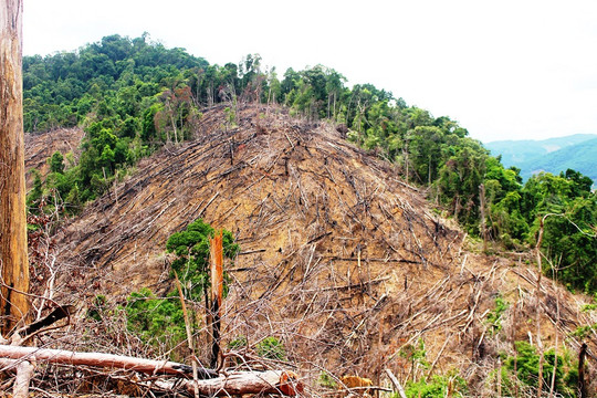 Nguyên nhân làm giảm 2.850ha rừng tự nhiên ở Quảng Nam trong một năm