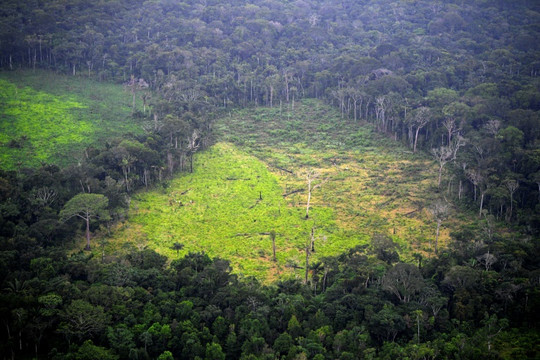 Bất chấp cam kết tại COP26, nạn phá rừng trên thế giới vẫn tiếp diễn