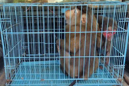Thừa Thiên – Huế: Tiếp nhận 2 cá thể khỉ quý hiếm do người dân tự nguyện bàn giao