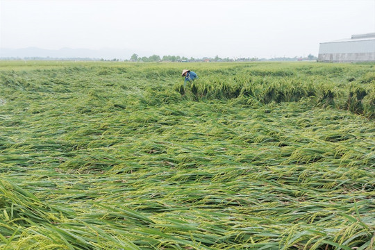 Hà Tĩnh: Hơn 900 ha lúa bị đổ vì mưa, gió