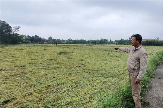 Quảng Trị: Hơn 3.000 ha lúa bị đổ rạp vì mưa lớn, người dân đứng trước nguy cơ mất mùa