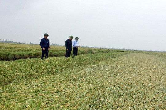 Quảng Bình: Hơn 3.500 ha lúa gãy đổ, ngành nông nghiệp triển khai các biện pháp khôi phục sản xuất