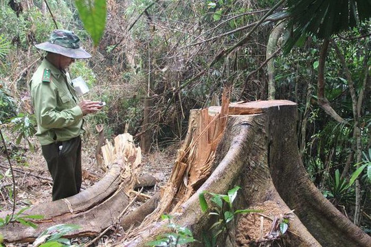 Nguyên nhân gây mất 2.850 ha rừng tự nhiên ở Quảng Nam trong một năm
