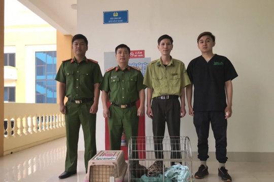 Vườn Quốc gia Cúc Phương tiếp nhận 5 con mèo rừng quý hiếm