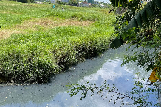 Quảng Ngãi: Điều tra nguyên nhân gây cá chết hàng loạt trên sông Bàu Giang