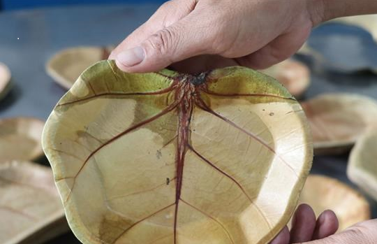 Độc đáo những chiếc đĩa thân thiện với môi trường từ lá nho biển