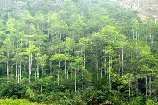 Khánh Hòa: Kéo dài phương án giao khoán bảo vệ rừng cho Bộ đội Biên phòng