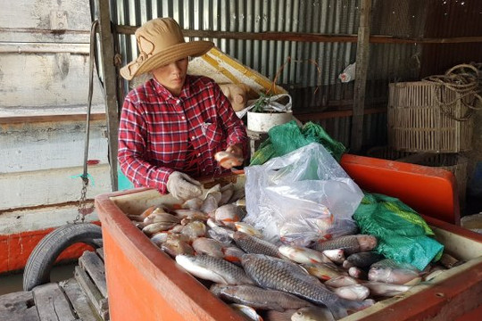 An Giang: Hàng trăm tấn cá chết trên sông Hậu, nghi do ô nhiễm nguồn nước