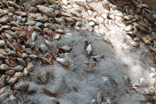 An Giang: Khẩn trương tìm nguyên nhân cá chết hàng loạt ở Châu Đốc