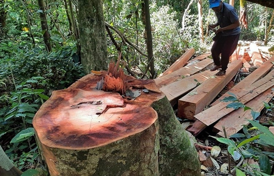Thủ tướng chỉ đạo xử lý nghiêm các vụ phá rừng, lấn chiếm đất rừng