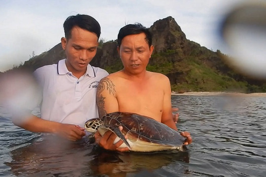 Lý Sơn (Quảng Ngãi): Thả cá thể rùa xanh quý hiếm về biển an toàn