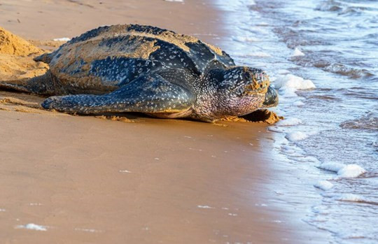 Campuchia thả 580 cá thể rùa Cantor về sông Mekong