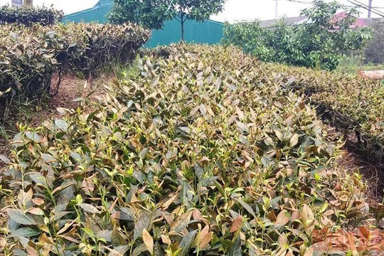 Lào Cai: Nhiều héc ta hoa màu, cây trồng bất ngờ chết héo không rõ nguyên nhân