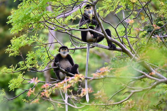Đồng Nai giám sát, bảo tồn đàn voọc Chà Vá chân đen ở núi Chứa Chan