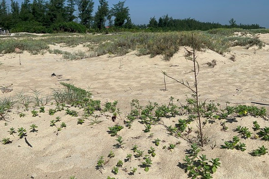 Thừa Thiên – Huế: Rừng Dương liễu chết khô sau 3 lần trồng