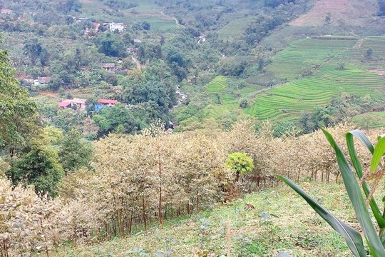 Lào Cai: Sự cố của Nhà máy DAP số 2 khiến nhiều héc – ta cây trồng bị táp lá