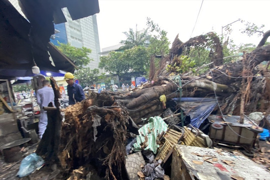 TP Hồ Chí Minh: Tìm nguyên nhân tình trạng cây xanh bật gốc, gãy đổ mùa mưa bão