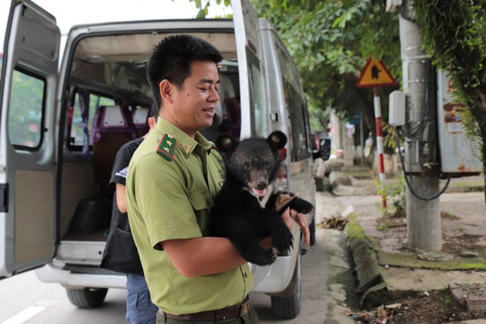 Cứu hộ hai cá thể gấu tại Điện Biên và Sơn La