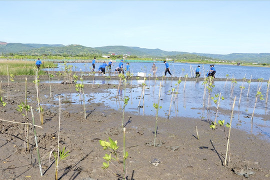 Phú Yên phát động trồng rừng ngập mặn để ứng phó với biến đổi khí hậu