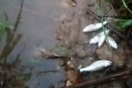 Lào Cai: Suối Khe Chom có mùi lạ, cá chết bất thường