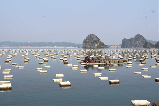 Quảng Ninh: Chuyển đổi phao xốp sang vật liệu nổi thân thiện môi trường trong nuôi trồng thủy sản