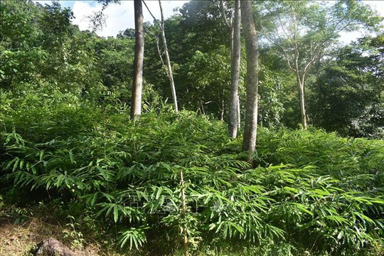 Thanh Hóa: Phát triển cây dược liệu quý tại Khu bảo tồn thiên nhiên Pù Hu