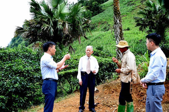 Sơn La: 100 cây chè Shan tuyết ở xã Tô Múa được công nhận Cây Di sản Việt Nam