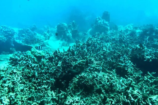 Vụ san hô chết hàng loạt: Tỉnh ủy Khánh Hòa yêu cầu làm rõ nguyên nhân