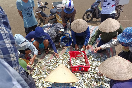 Ngư dân Thanh Hóa vào mùa cá đốm