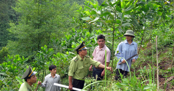6 giải pháp tăng cường quản lý, bảo vệ và phát triển rừng
