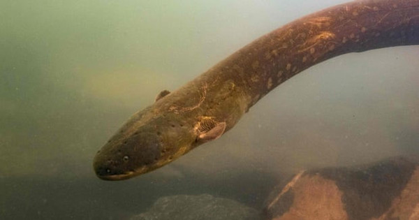 Phát hiện loài lươn phóng điện mạnh nhất thế giới ở Amazon