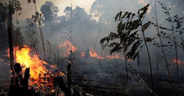 Hậu quả kinh hoàng từ vụ cháy rừng Amazon
