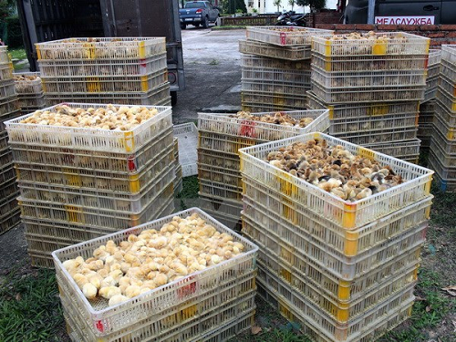 Thu giữ 12.000 con gà giống tại Quảng Ninh