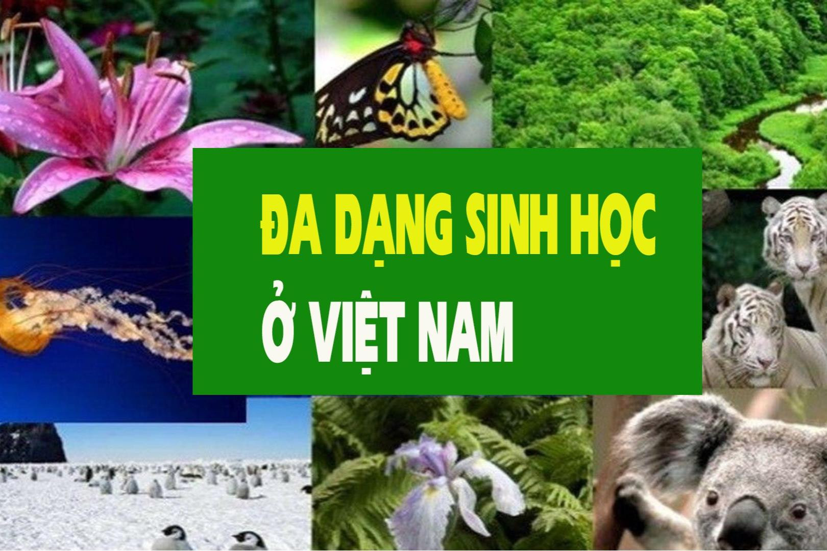 Đa dạng sinh học ở Việt Nam: Thực trạng và các giải pháp -