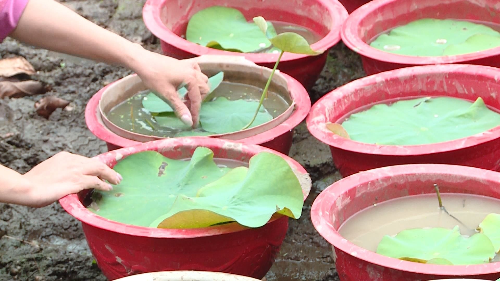 5-nhung-cay-sinh-truong-tot-moi-duoc-dem-trong-dai-tra.jpg