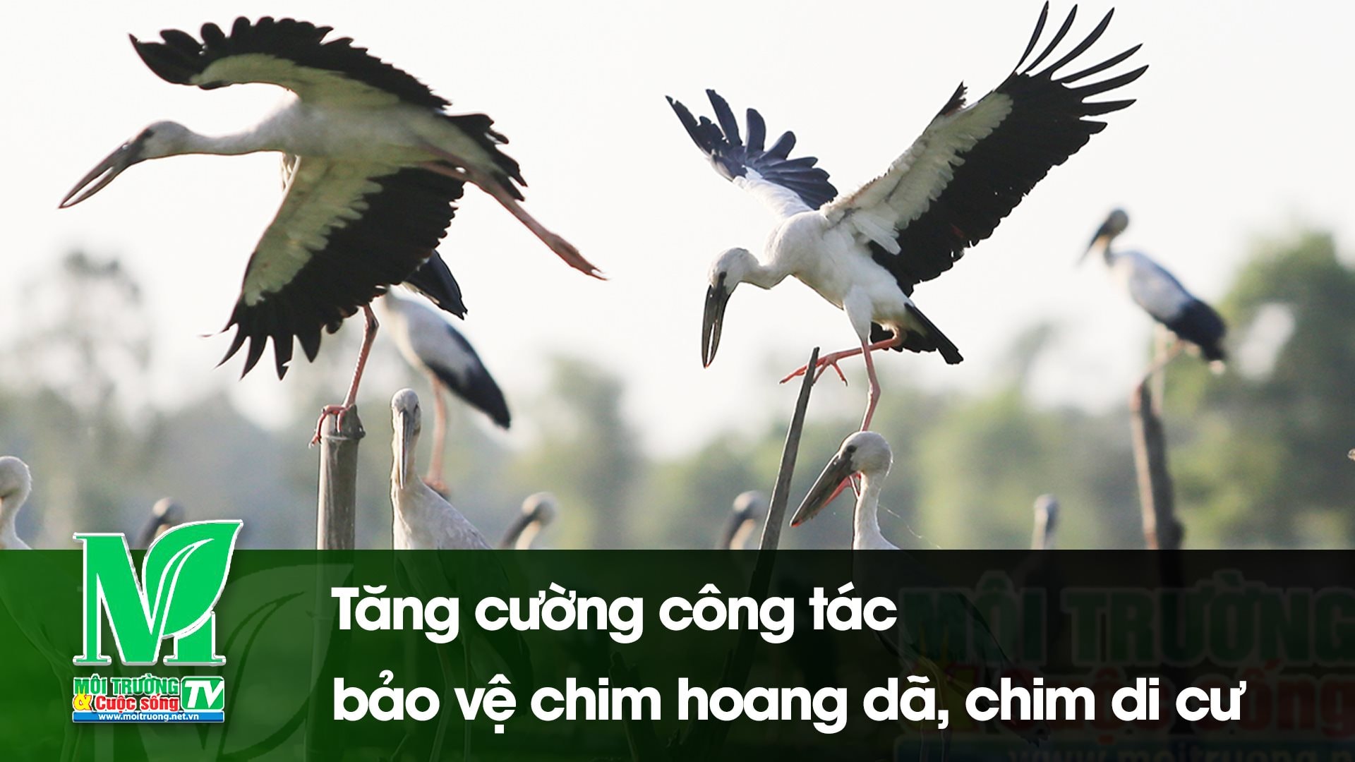 [VIDEO] Tăng cường công tác bảo vệ chim hoang dã, chim di cư 