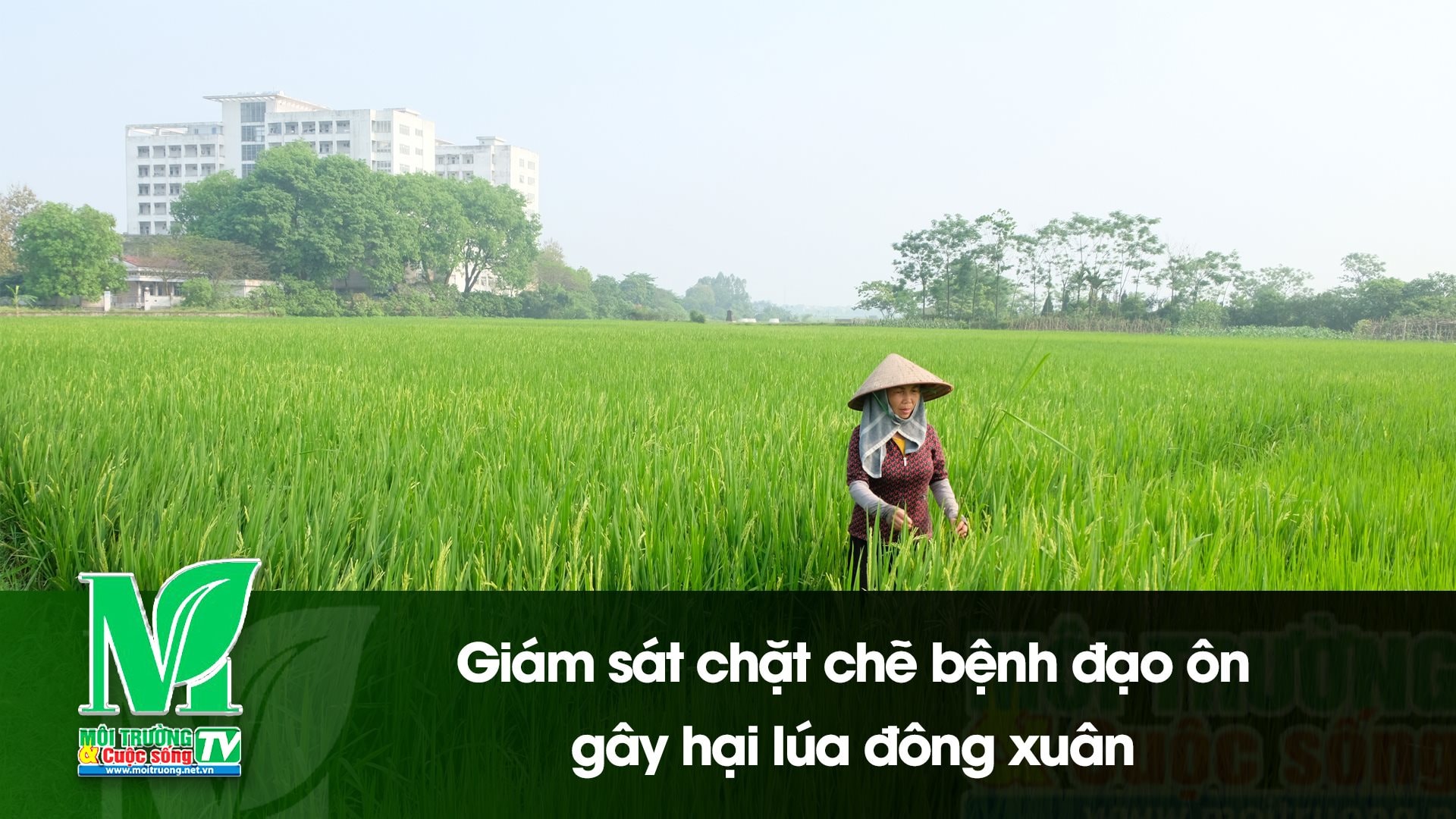 [VIDEO] Giám sát chặt chẽ bệnh đạo ôn gây hại lúa đông xuân 