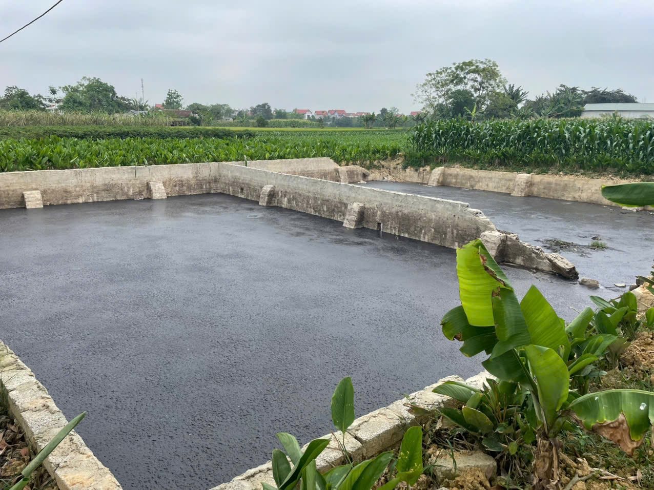 Thanh Hóa: Dừng hoạt động trang trại lợn xả thải gây ô nhiễm môi trường 